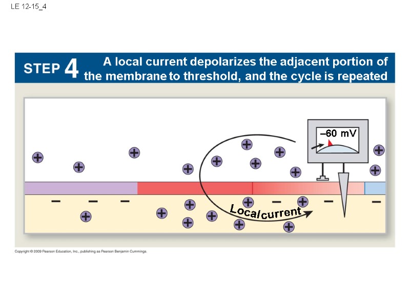 LE 12-15_4 –60 mV Local A local current depolarizes the adjacent portion of the